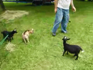 excited-goat-o